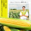 朝採れトウモロコシ